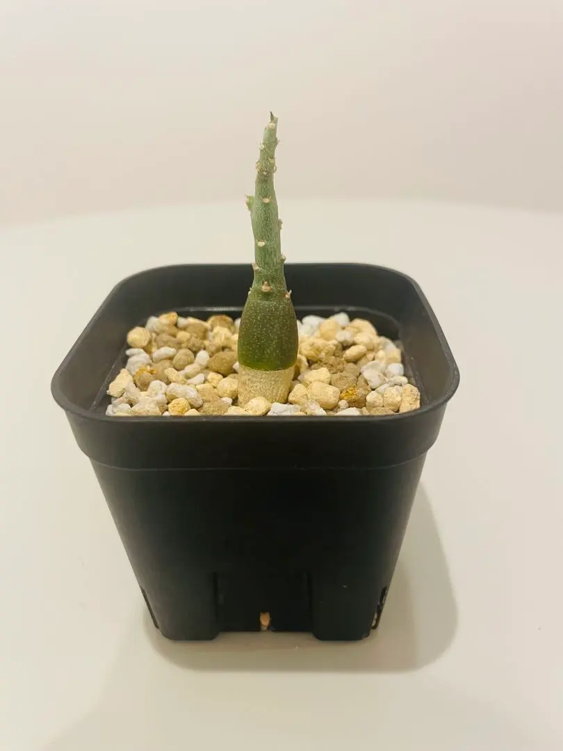 2026年最新】アデニア ペチュエリーの人気アイテム - メルカリ