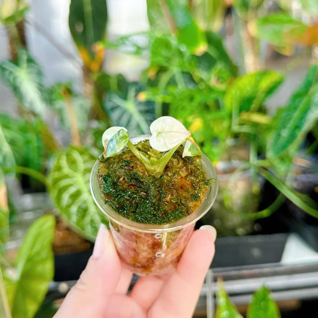 2026年最新】アロカシアバルーンハートの人気アイテム - メルカリ