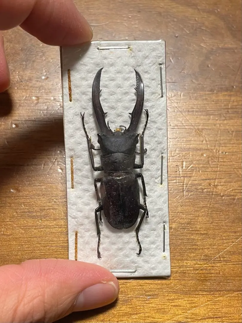 2026年最新】メタリフェル 標本の人気アイテム - メルカリ