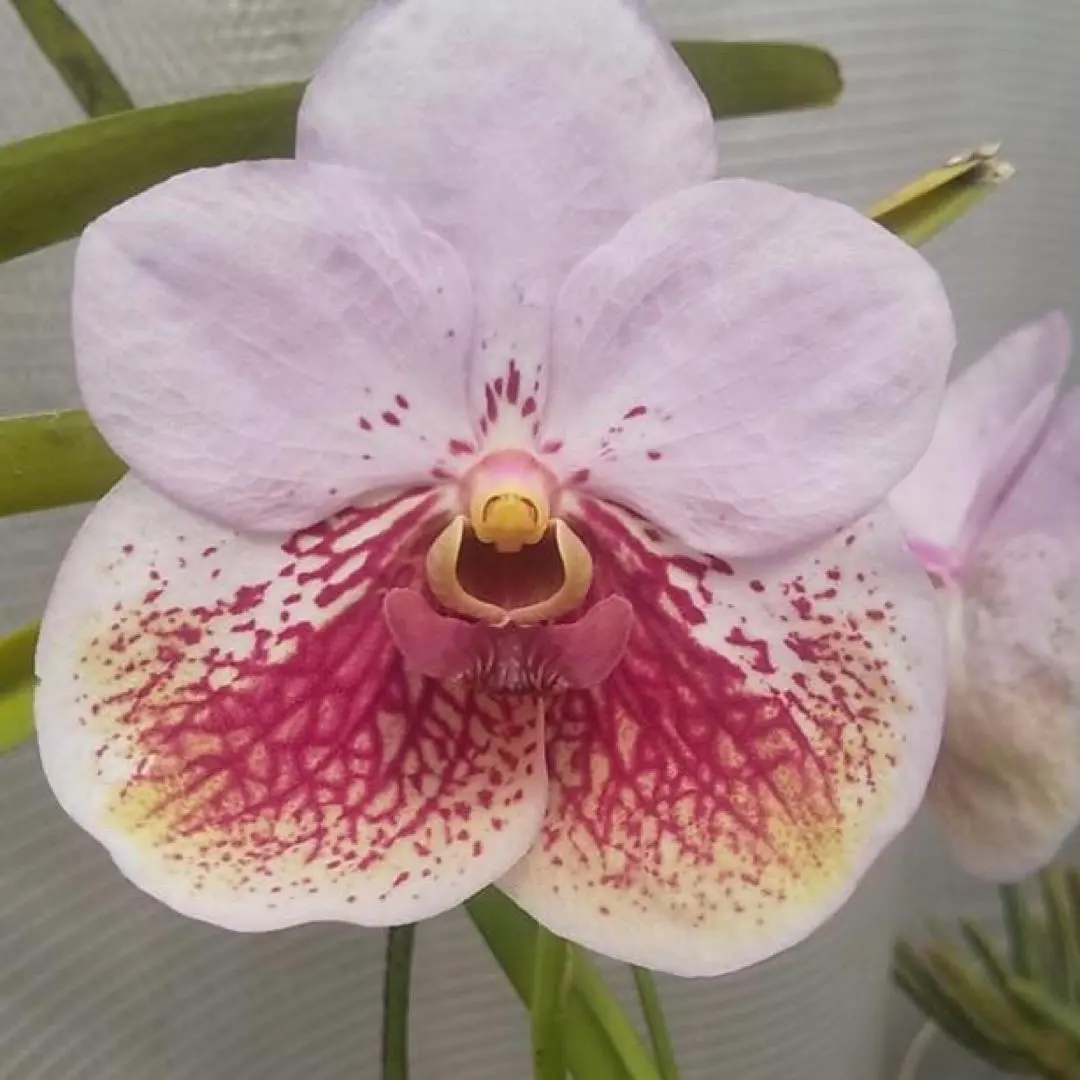 2026年最新】洋ラン バンダの人気アイテム - メルカリ