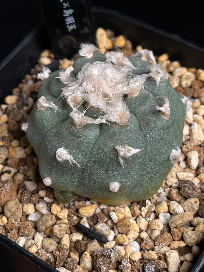 2026年最新】烏羽玉の人気アイテム - メルカリ