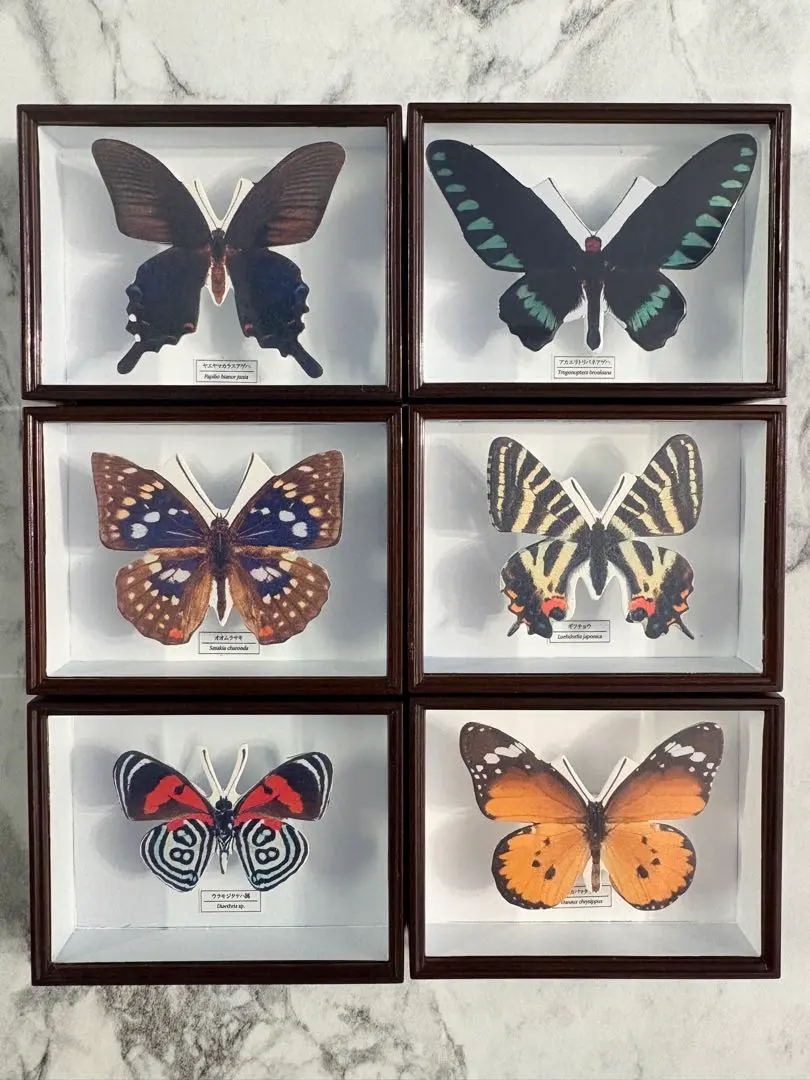 2026年最新】蝶 標本 アカエリトリバネアゲハの人気アイテム - メルカリ
