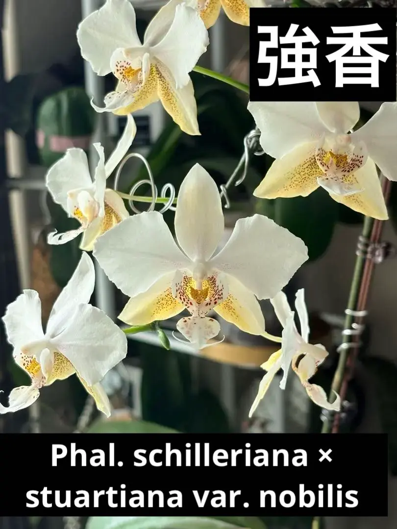 2026年最新】胡蝶蘭シレリアナの人気アイテム - メルカリ