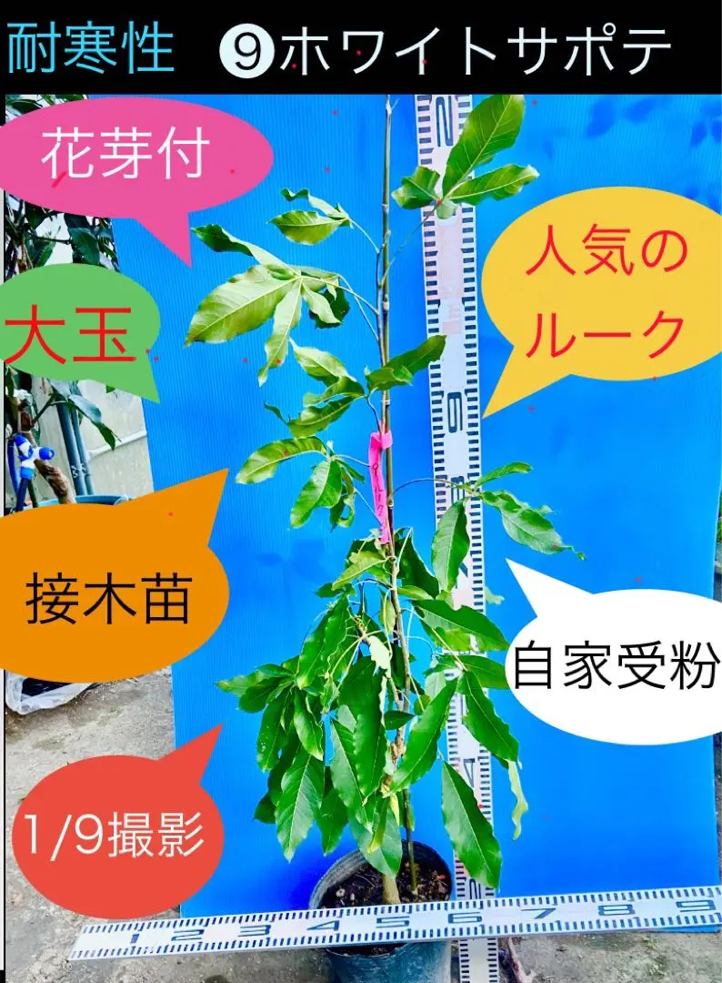 2026年最新】ホワイトサポテ 苗の人気アイテム - メルカリ