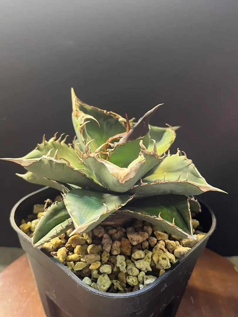 2026年最新】アガベ包心龍の人気アイテム - メルカリ