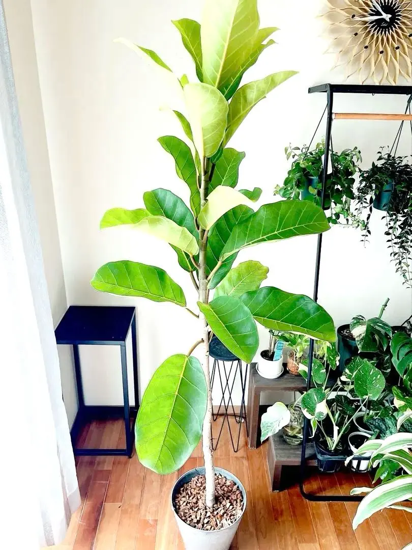 2026年最新】アフリカンプリンスの人気アイテム - メルカリ