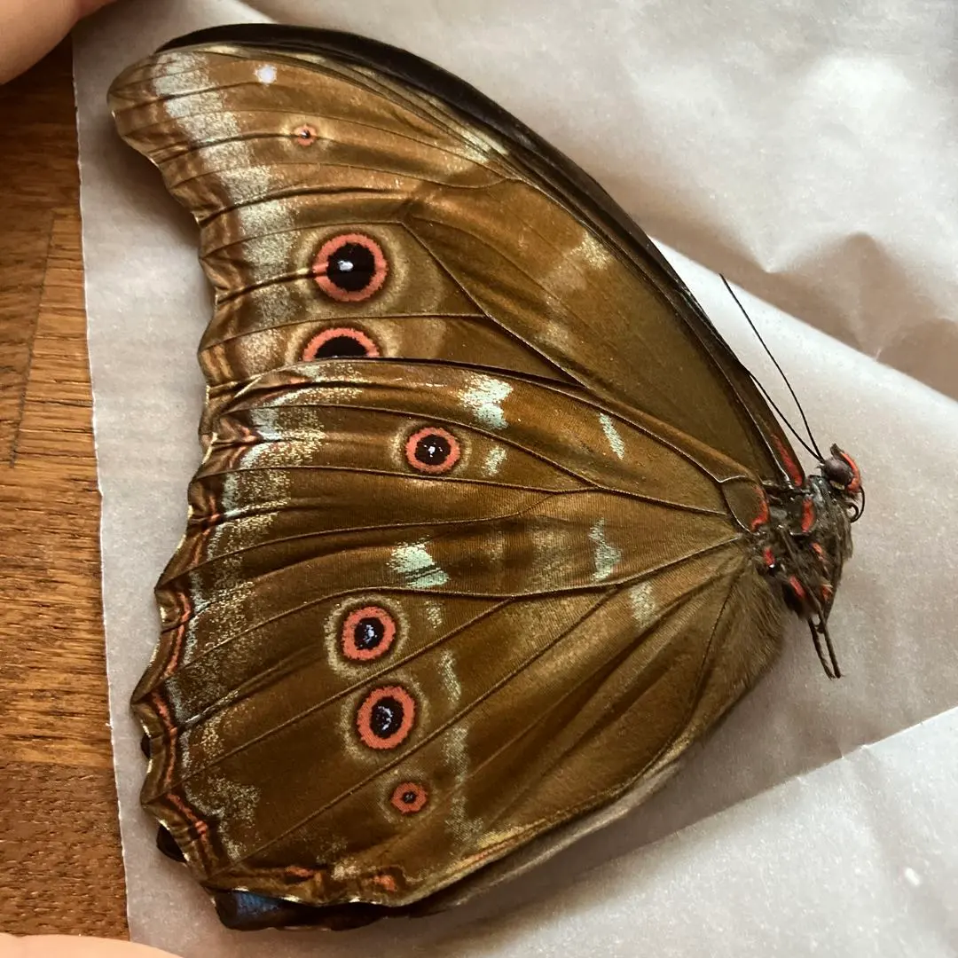 2026年最新】ディディウスモルフォの人気アイテム - メルカリ