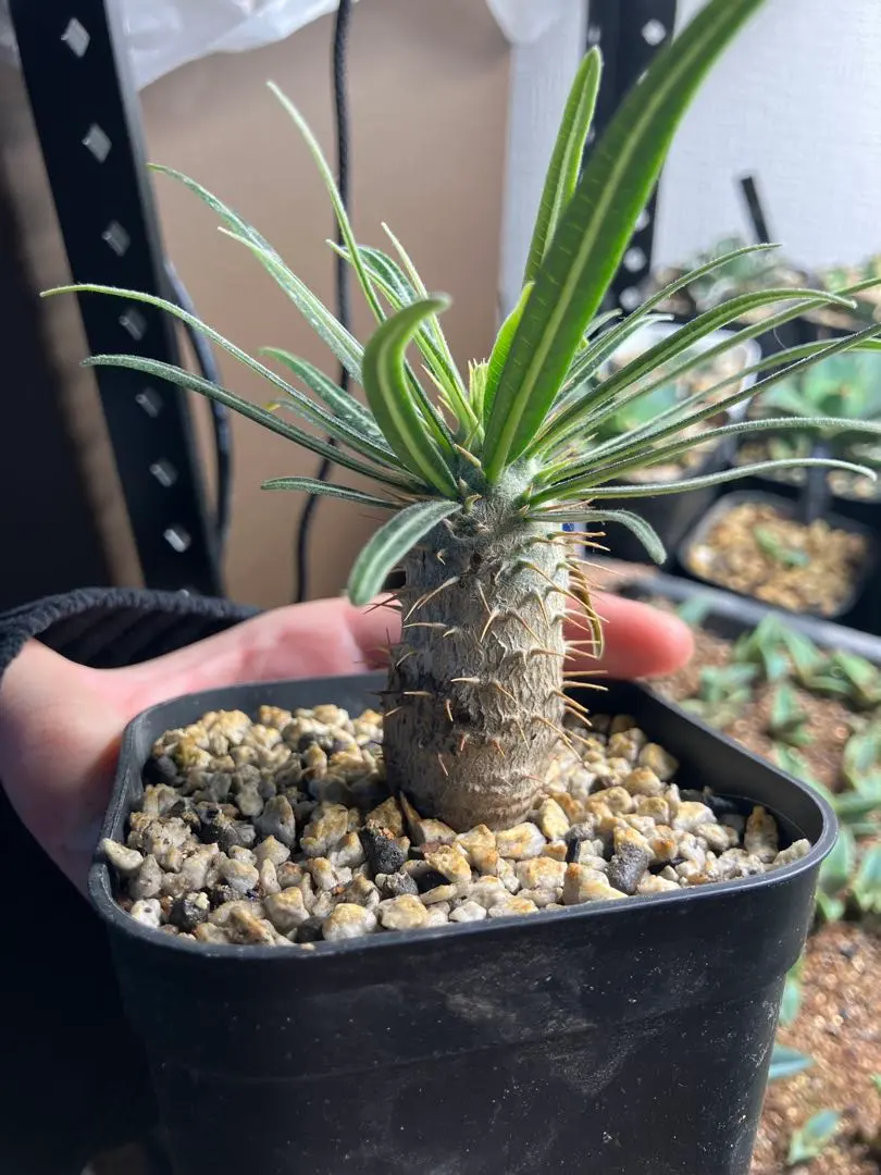 2026年最新】グラキリス 2頭 実生の人気アイテム - メルカリ