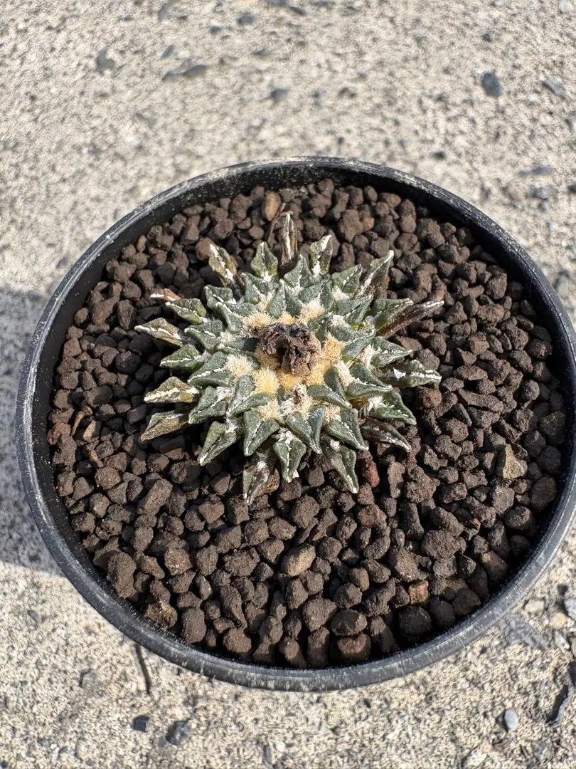 2026年最新】アリオカルプスの人気アイテム - メルカリ