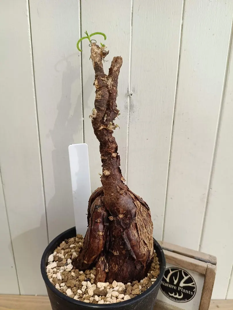 2026年最新】メストクレマ ツベローサムの人気アイテム - メルカリ