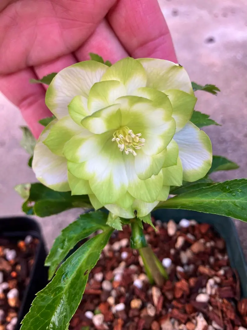 2026年最新】利休 クリスマスローズの人気アイテム - メルカリ