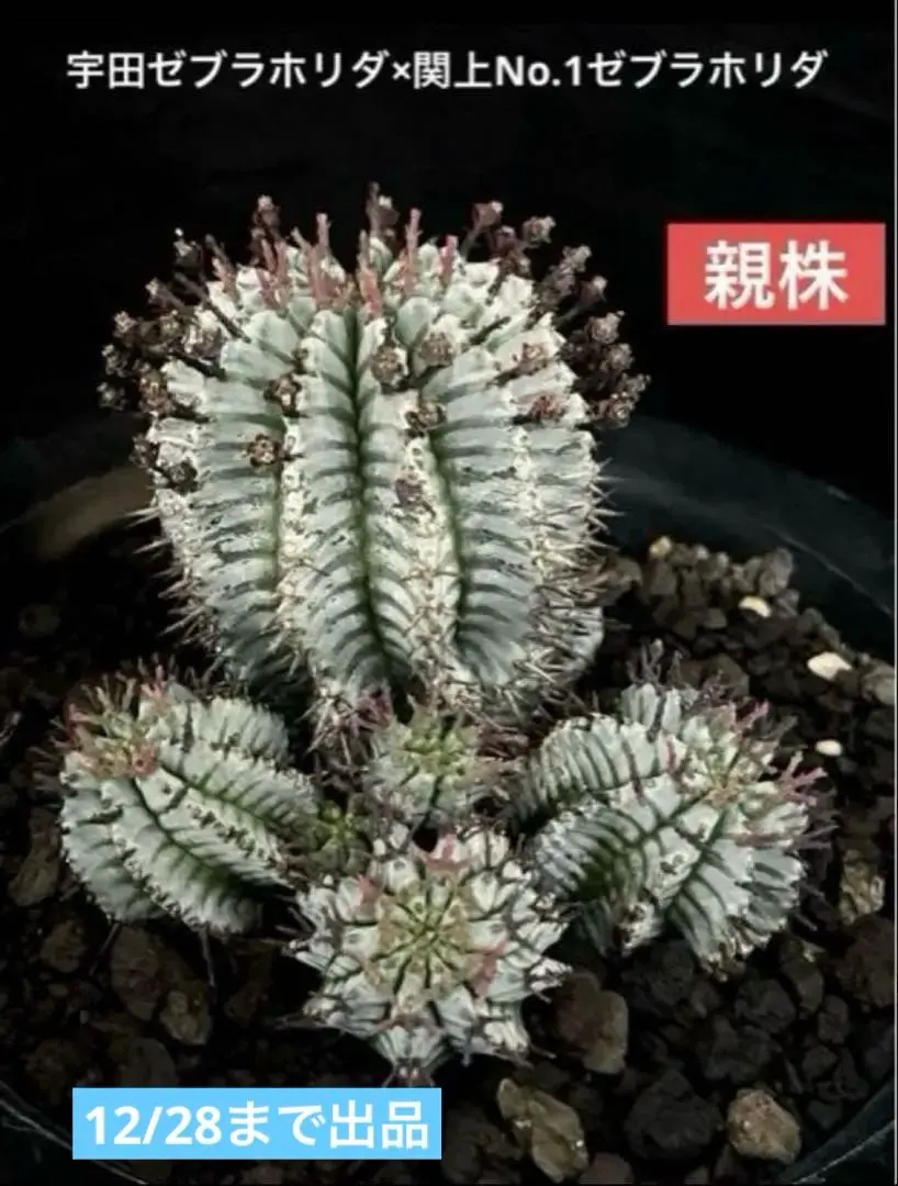 2026年最新】関上ホリダの人気アイテム - メルカリ