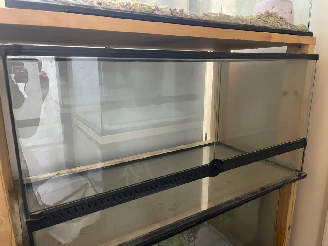 2026年最新】レインフォレストタンクの人気アイテム - メルカリ