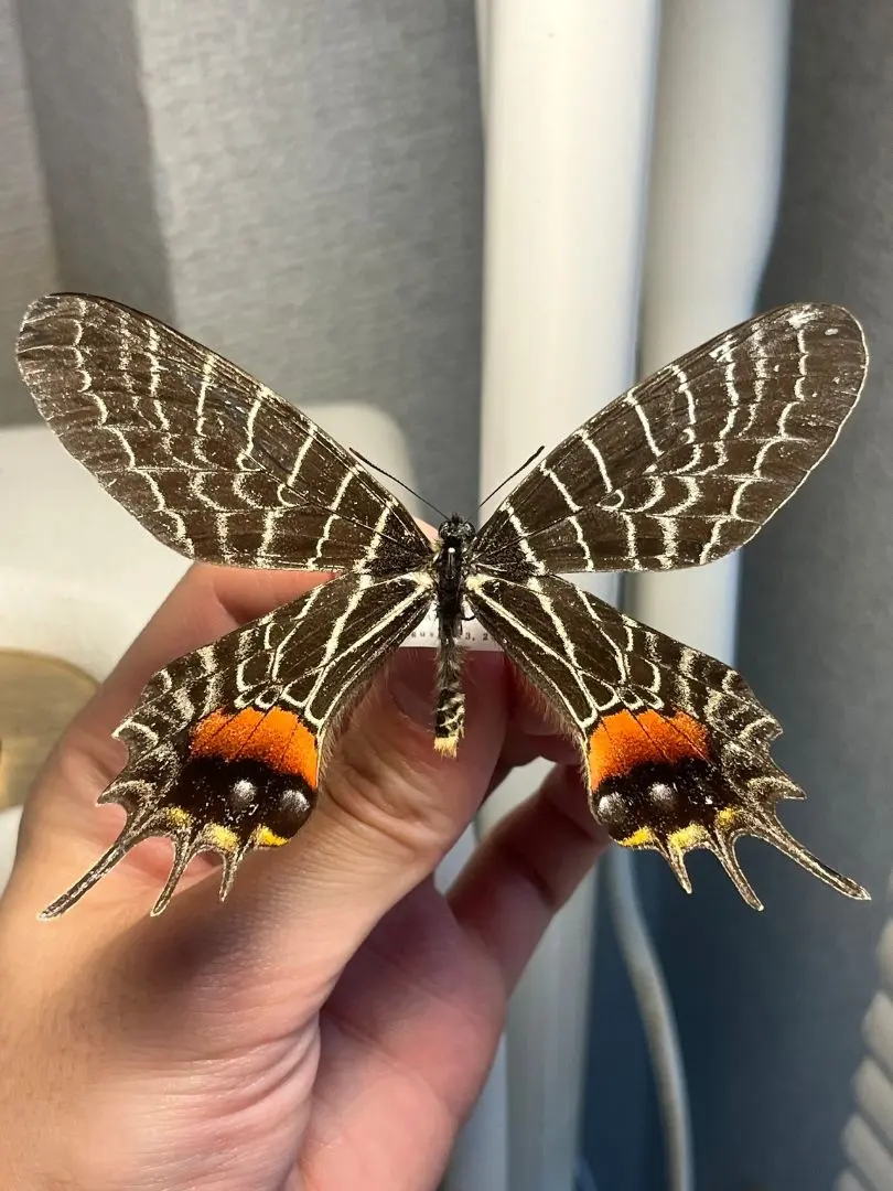 2026年最新】標本 シボリアゲハの人気アイテム - メルカリ
