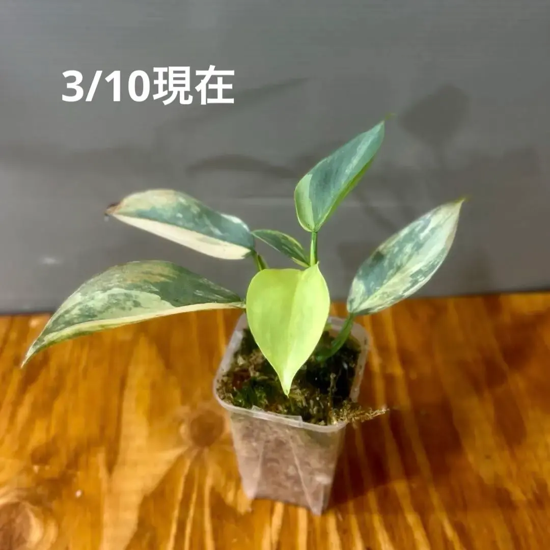 2026年最新】フィロデンドロン シルバーソードの人気アイテム - メルカリ