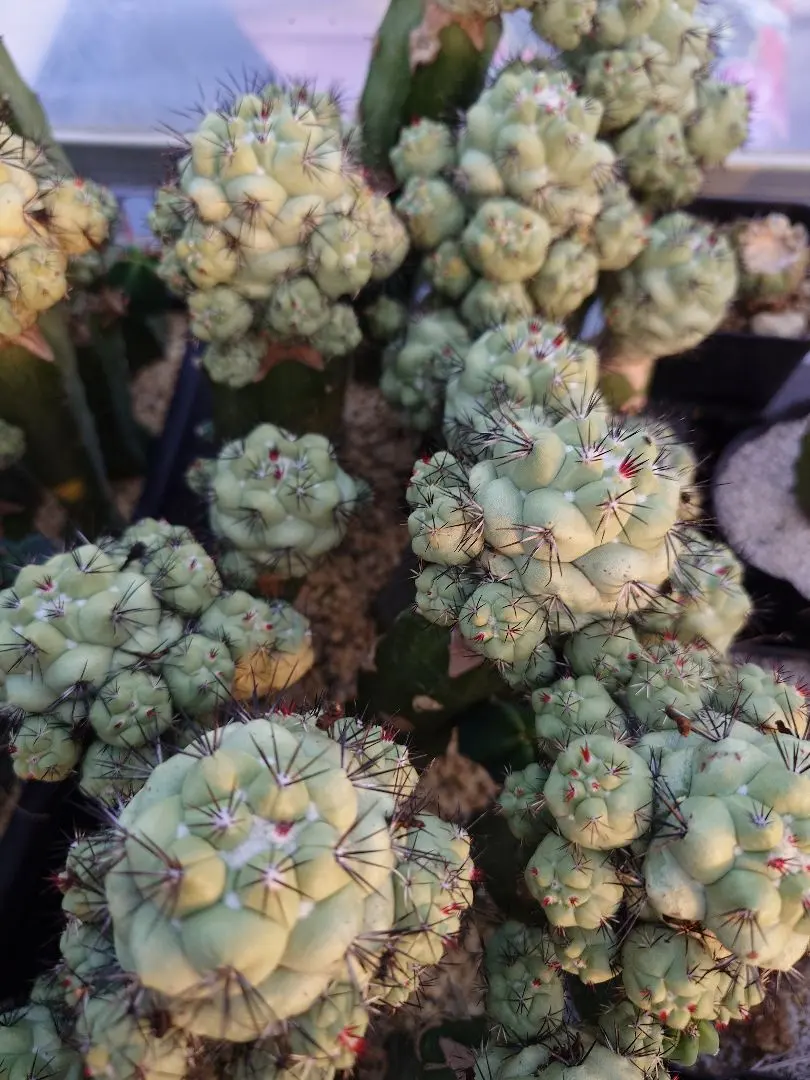 2026年最新】オルテゴカクタスの人気アイテム - メルカリ