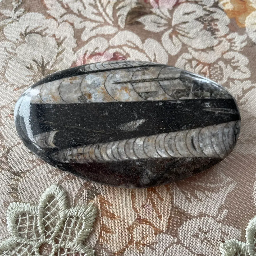 2026年最新】オルソセラスの人気アイテム - メルカリ