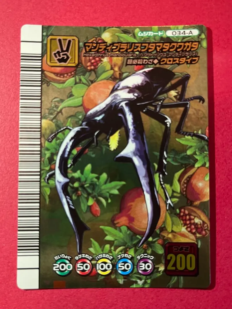 2026年最新】5周年 マンディブラリスフタマタクワガタの人気アイテム