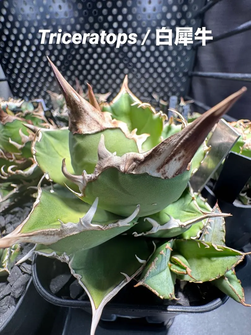 2026年最新】トリケラトプス アガベの人気アイテム - メルカリ