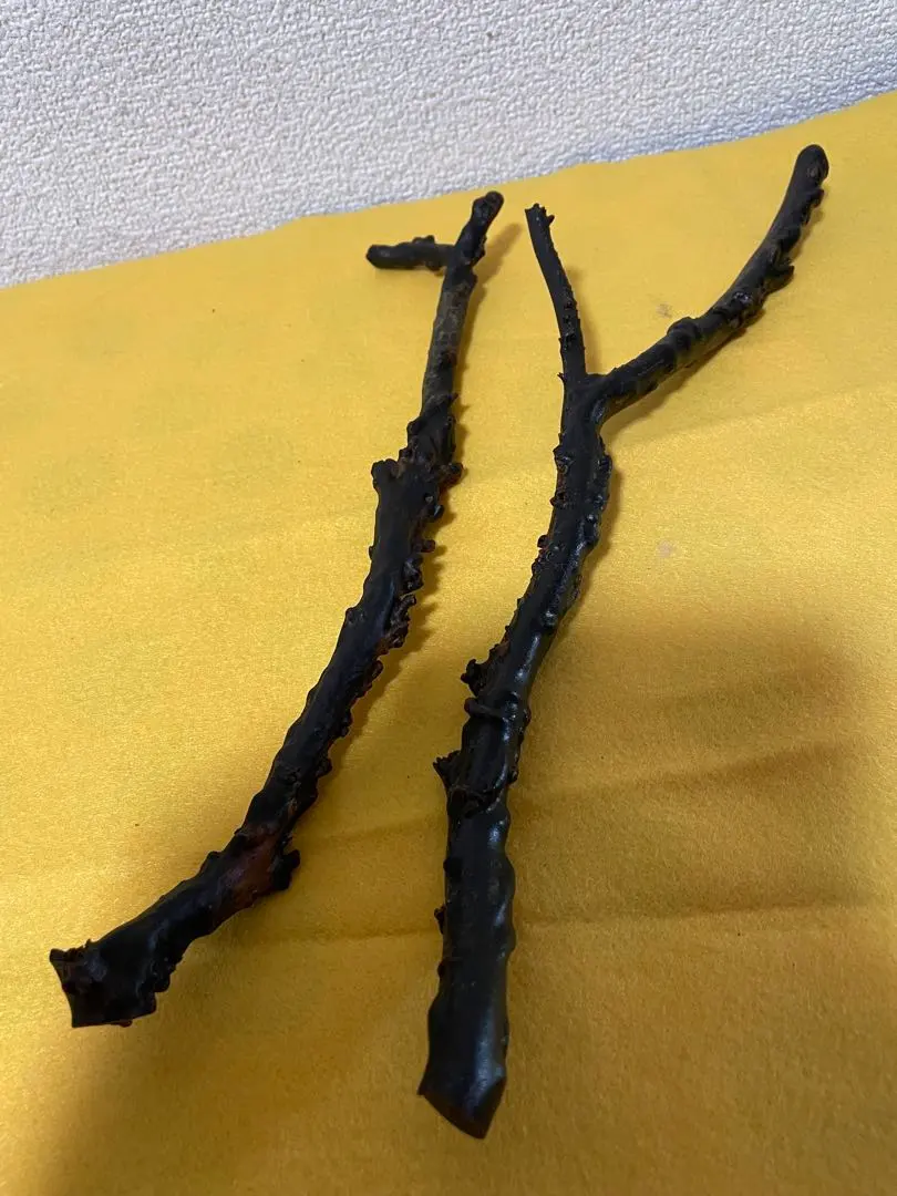 2026年最新】海松 原木の人気アイテム - メルカリ