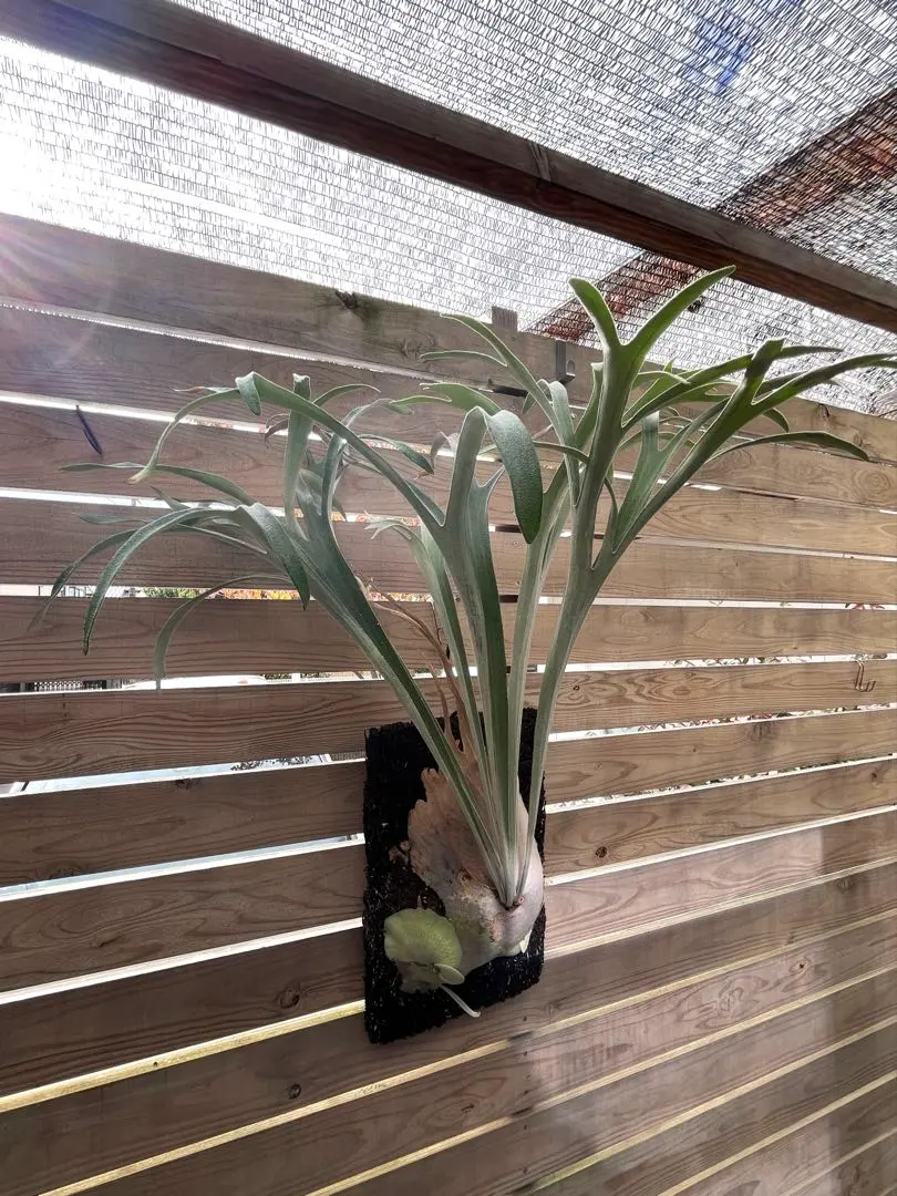 2026年最新】veitchii 2ndの人気アイテム - メルカリ