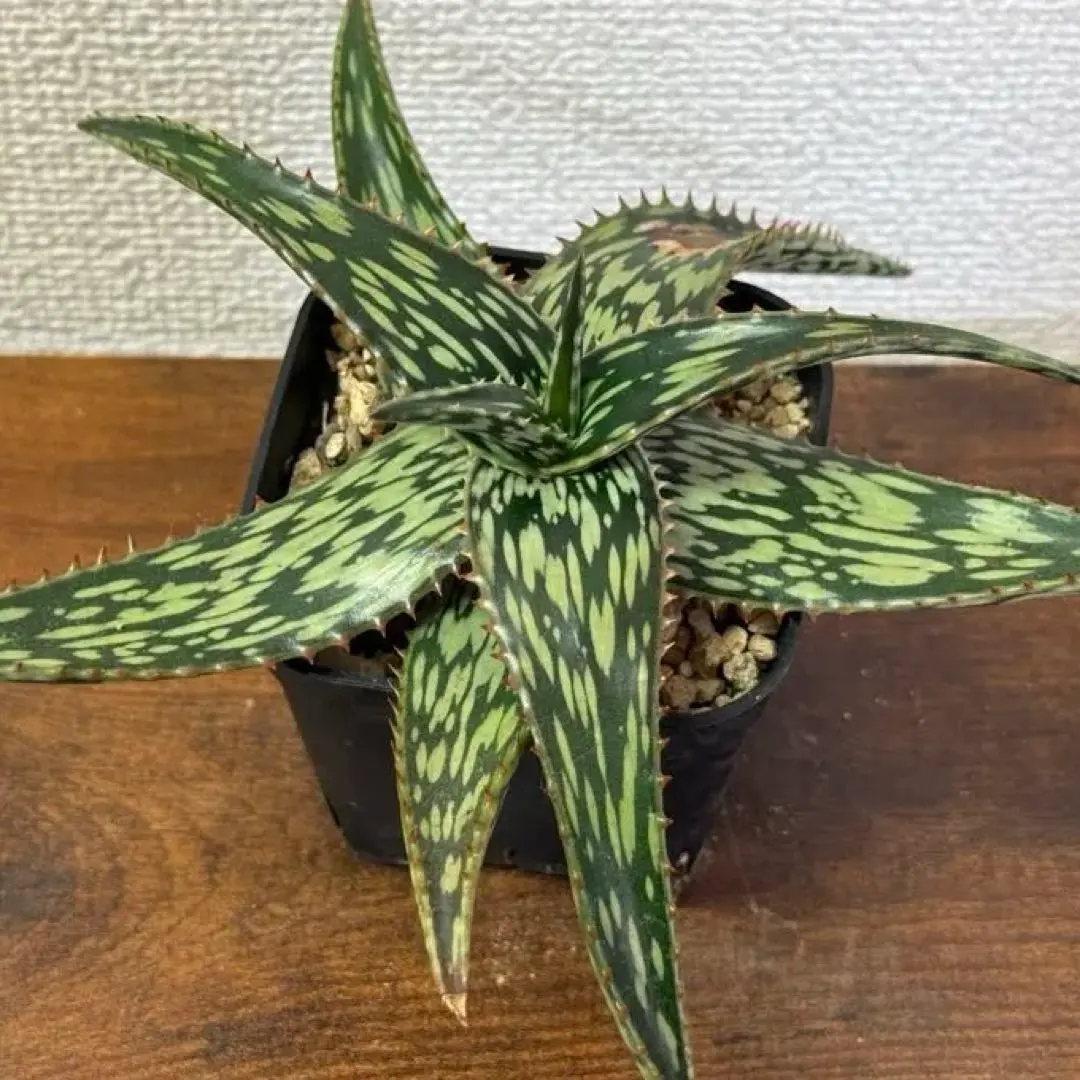 2026年最新】ヘミンギーの人気アイテム - メルカリ