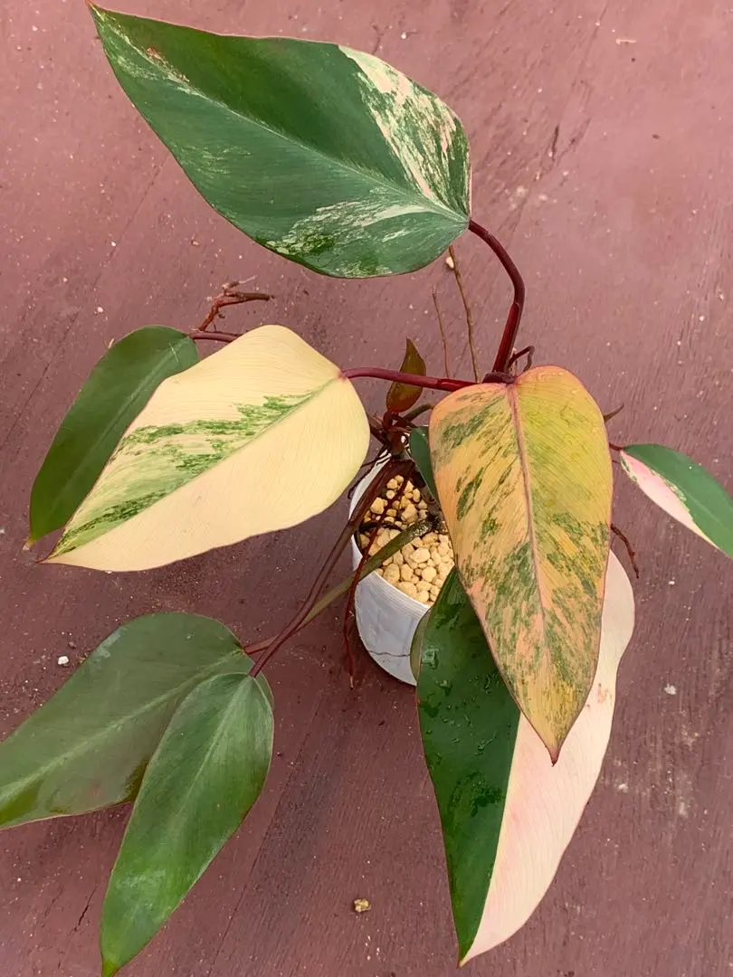 2026年最新】フィロデンドロン ストロベリーシェイクの人気アイテム