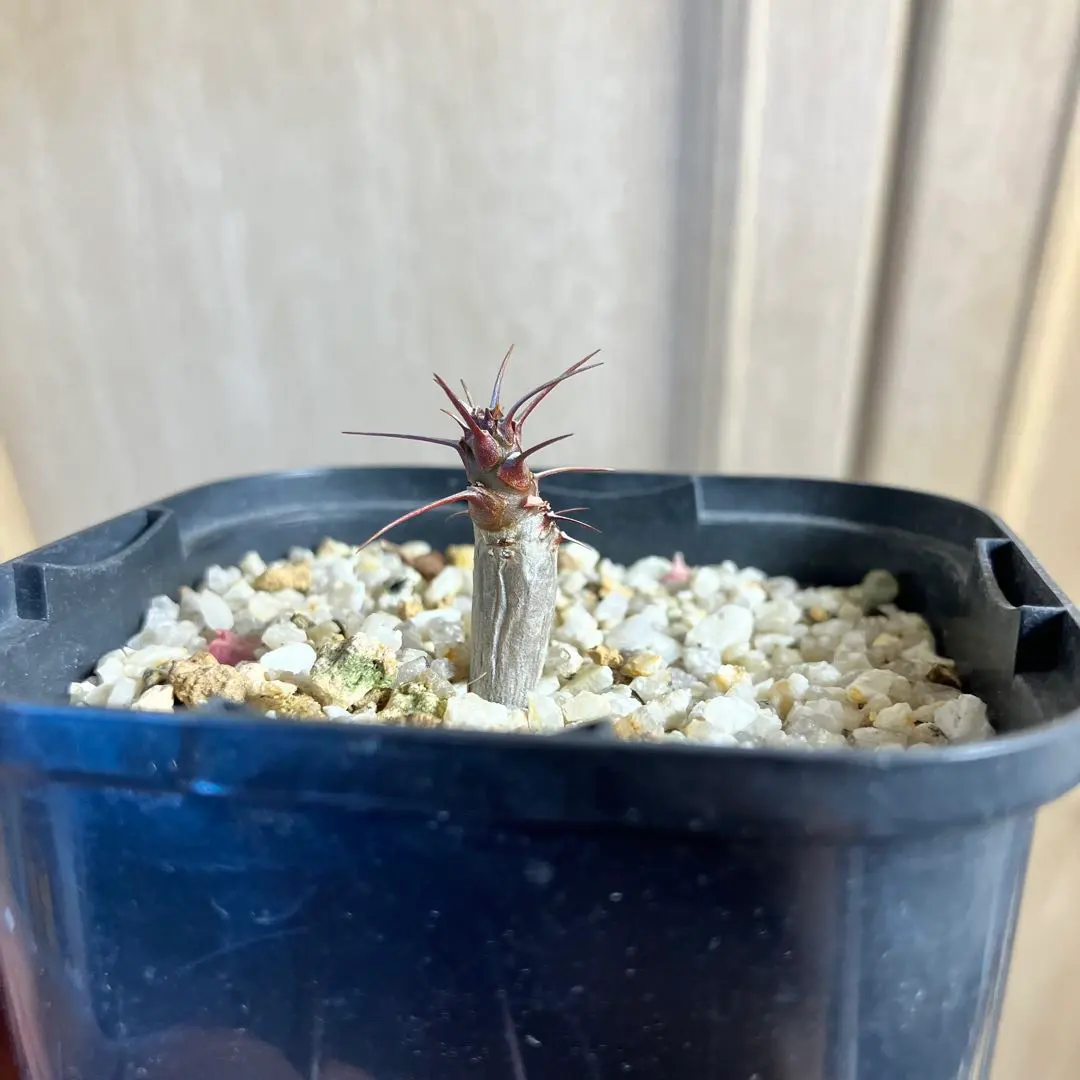 2026年最新】フォークイエリア ファシクラータ 実生の人気アイテム