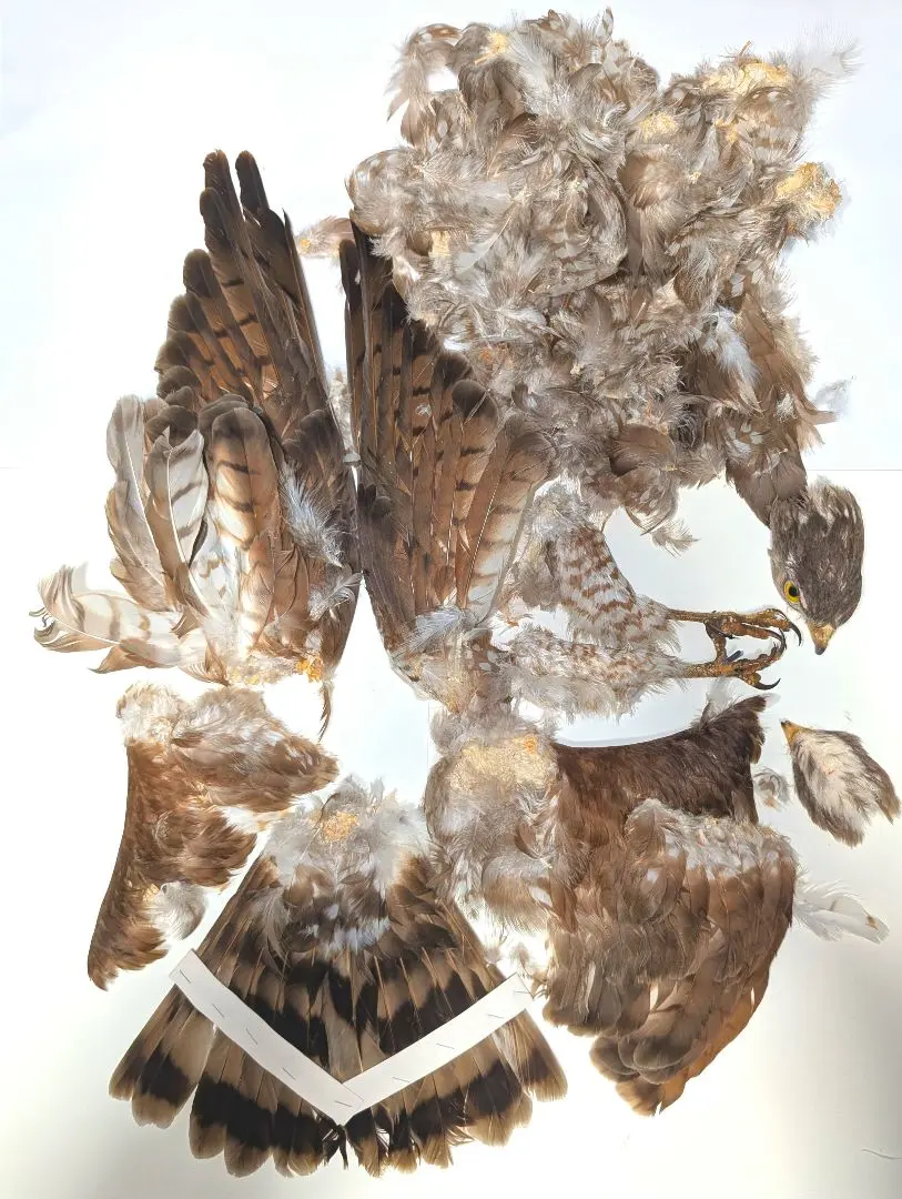 2026年最新】鷹の剥製の人気アイテム - メルカリ