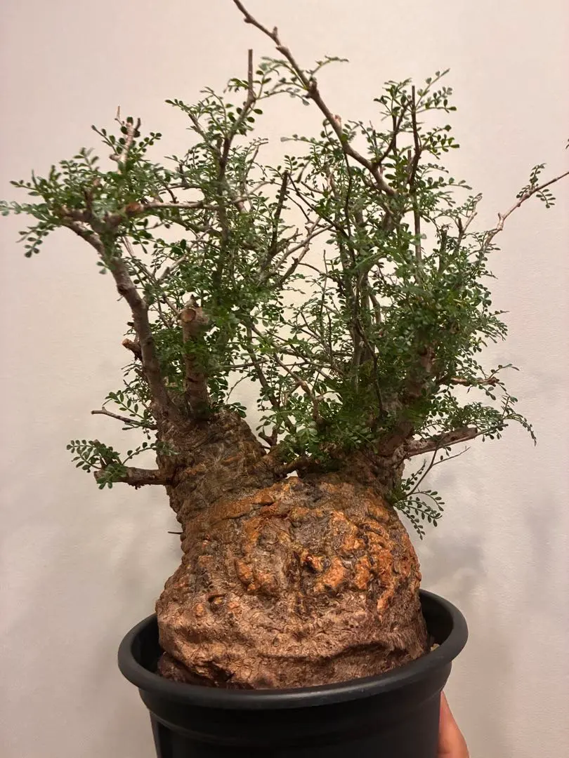 2026年最新】パキプス 発根済の人気アイテム - メルカリ