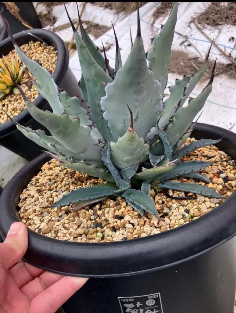 2026年最新】アガベ コロラータ ハイブリッドの人気アイテム - メルカリ