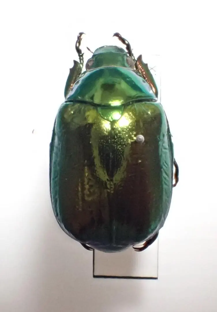 2026年最新】コガネムシ 標本の人気アイテム - メルカリ