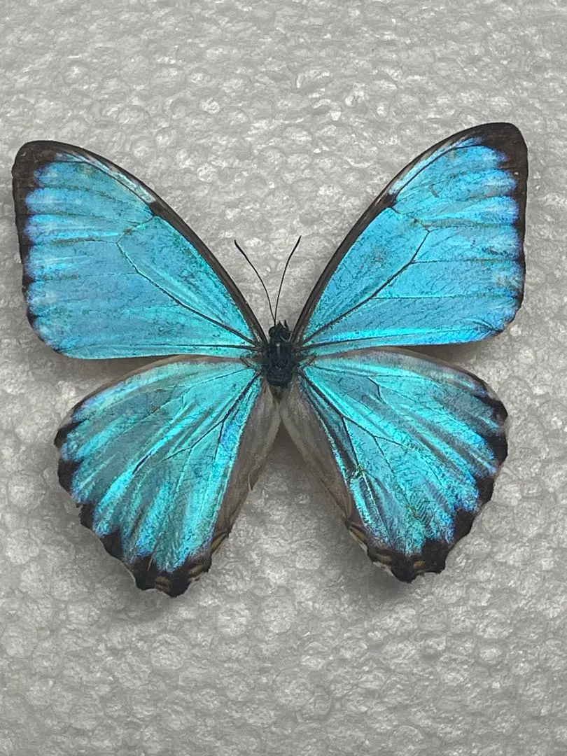 2026年最新】蝶 標本 ブラジルの人気アイテム - メルカリ