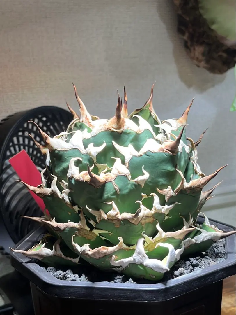 2026年最新】オアハカ オテロイ 現地球の人気アイテム - メルカリ