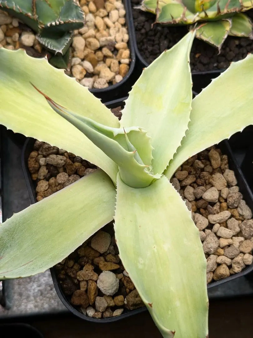 2026年最新】オバティフォリア錦の人気アイテム - メルカリ