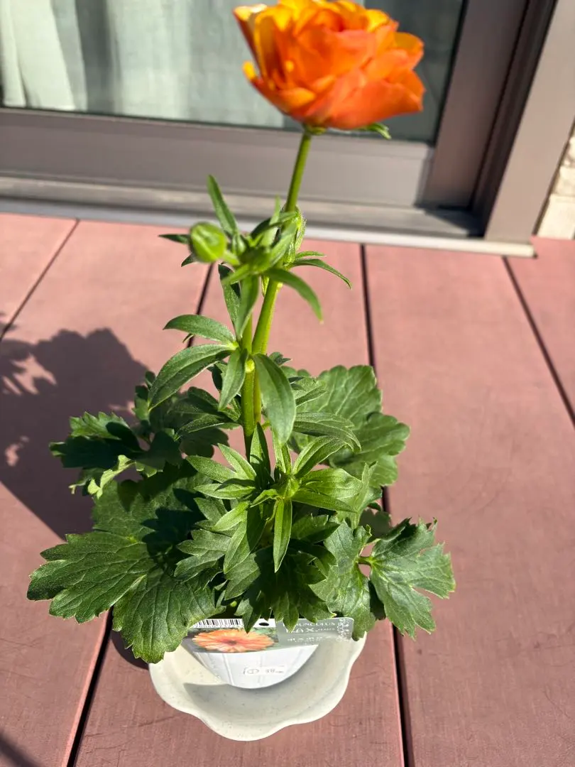 2026年最新】ラナンキュラス ポスポロスの人気アイテム - メルカリ