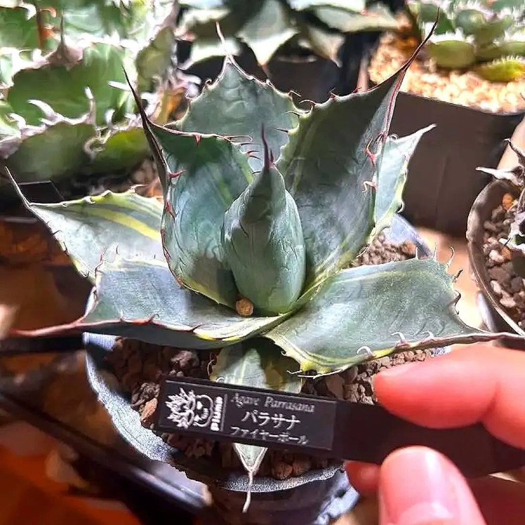 2026年最新】パラサナ 斑入りの人気アイテム - メルカリ