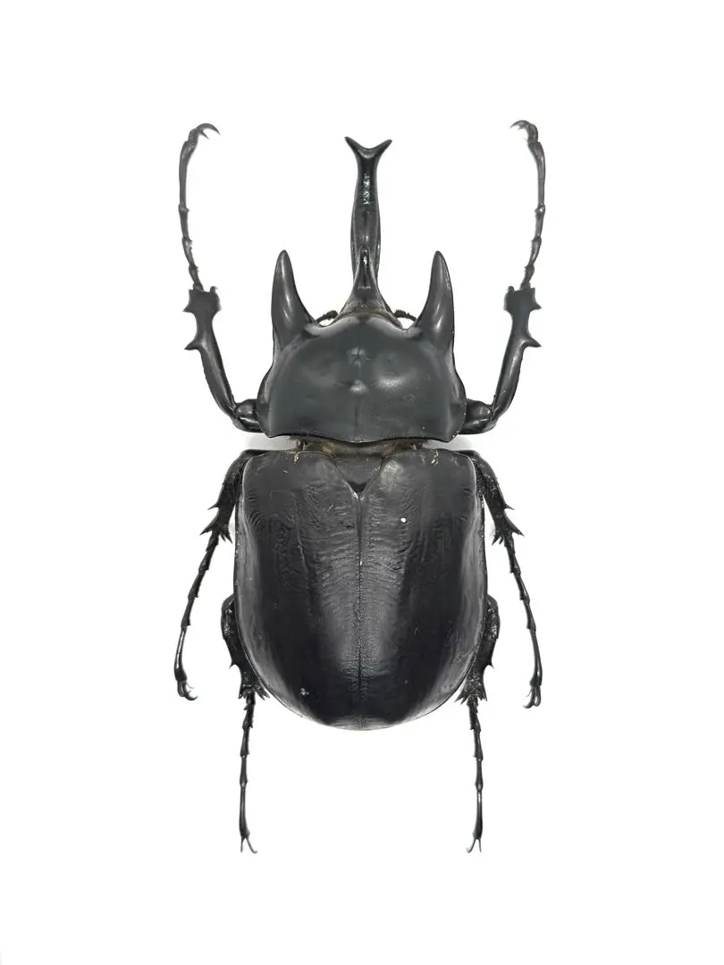 2026年最新】ゾウカブト 標本の人気アイテム - メルカリ