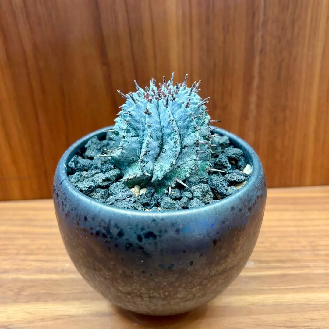 2026年最新】ユーフォルビア ホリダ アルバの人気アイテム - メルカリ