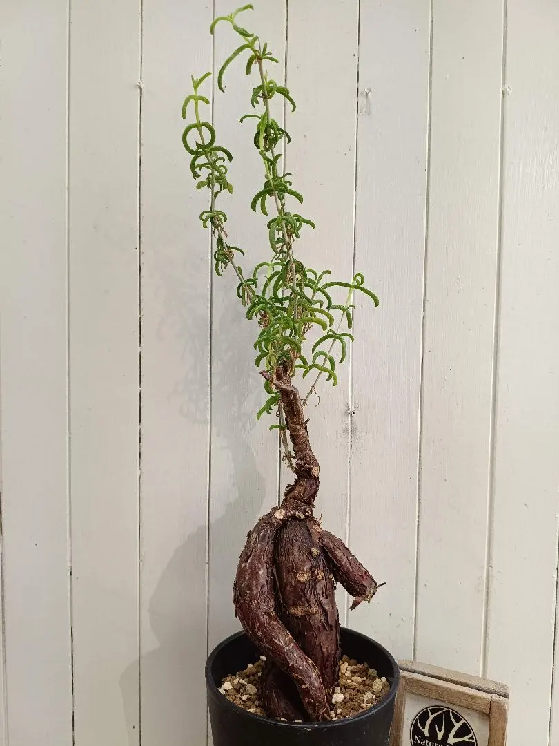 2026年最新】メストクレマ ツベローサムの人気アイテム - メルカリ