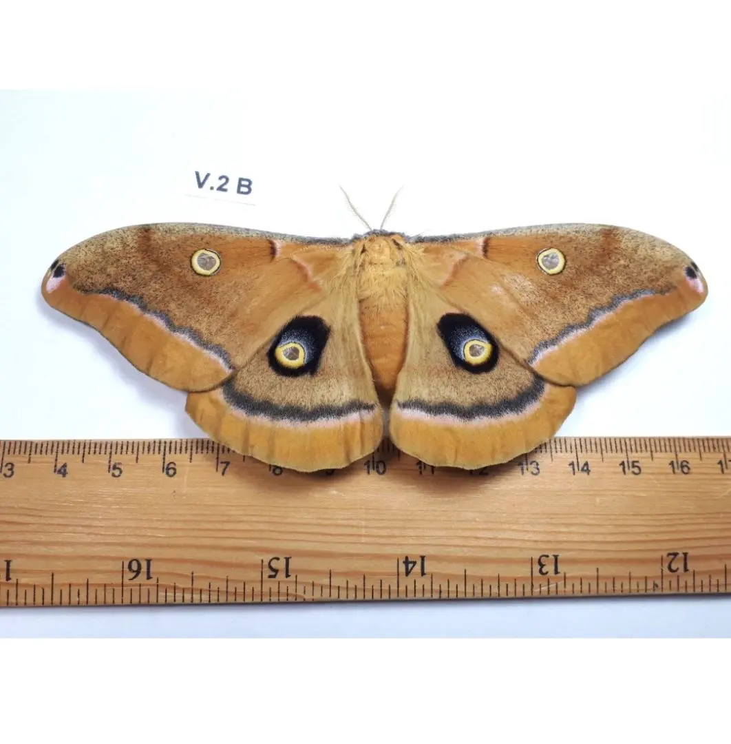 2026年最新】未展翅の人気アイテム - メルカリ