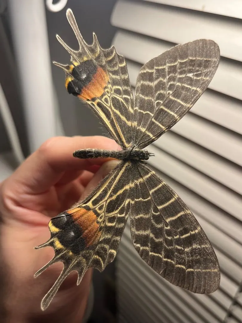 2026年最新】標本 シボリアゲハの人気アイテム - メルカリ