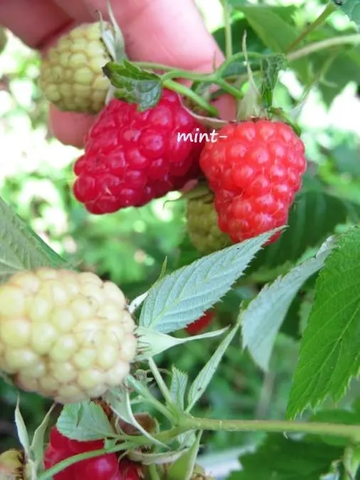 2026年最新】ラズベリー トゥラミーンの人気アイテム - メルカリ