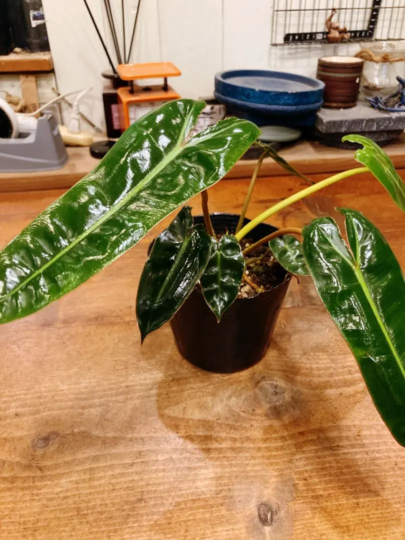 2026年最新】フィロデンドロン ビレッティア 斑入りの人気アイテム