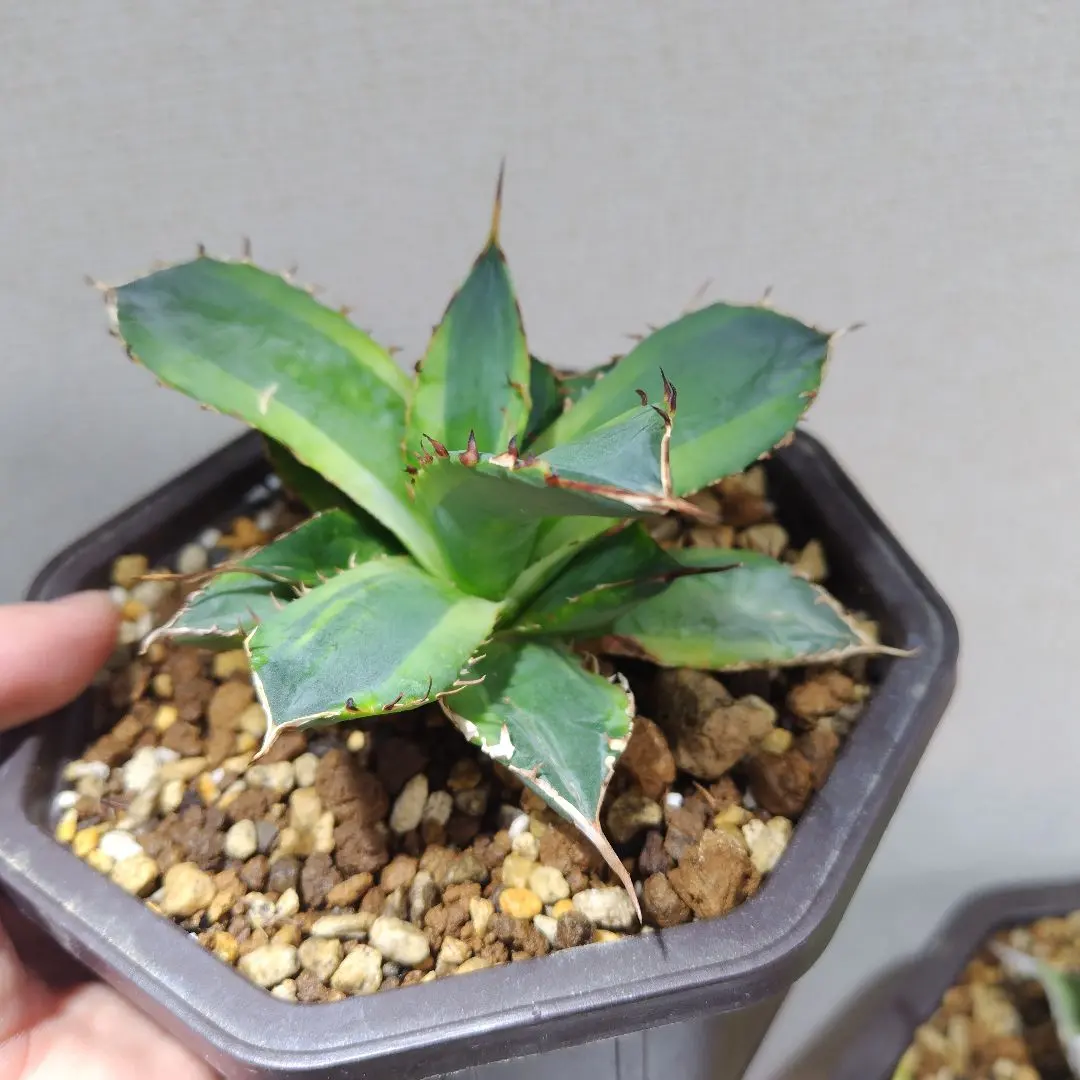 2026年最新】厳竜錦の人気アイテム - メルカリ