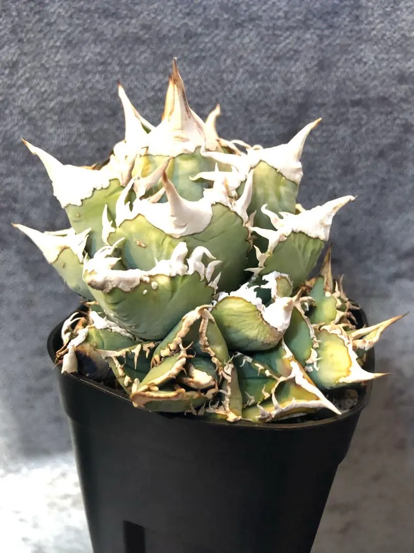 2026年最新】cjspecialの人気アイテム - メルカリ