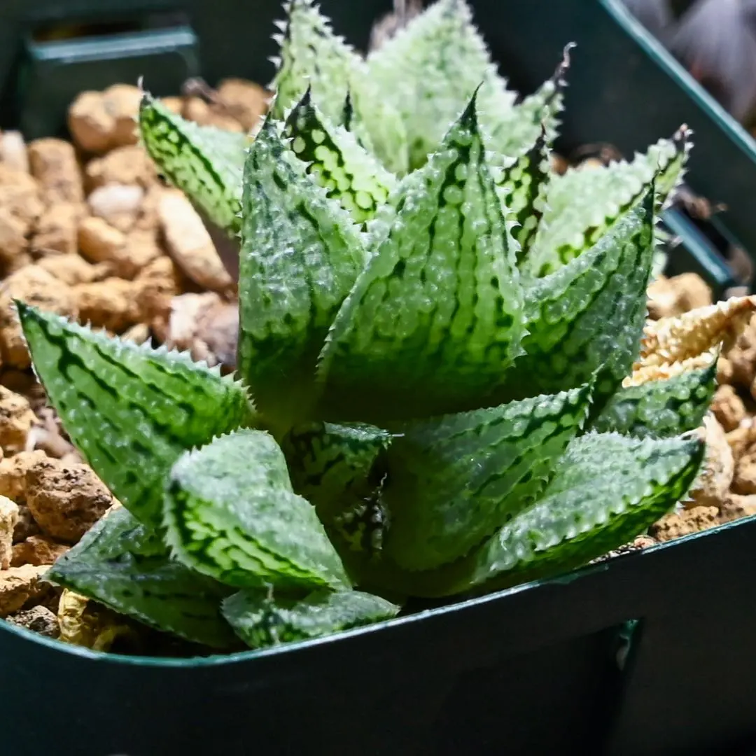 2026年最新】ハオルチア ナイルの一滴の人気アイテム - メルカリ