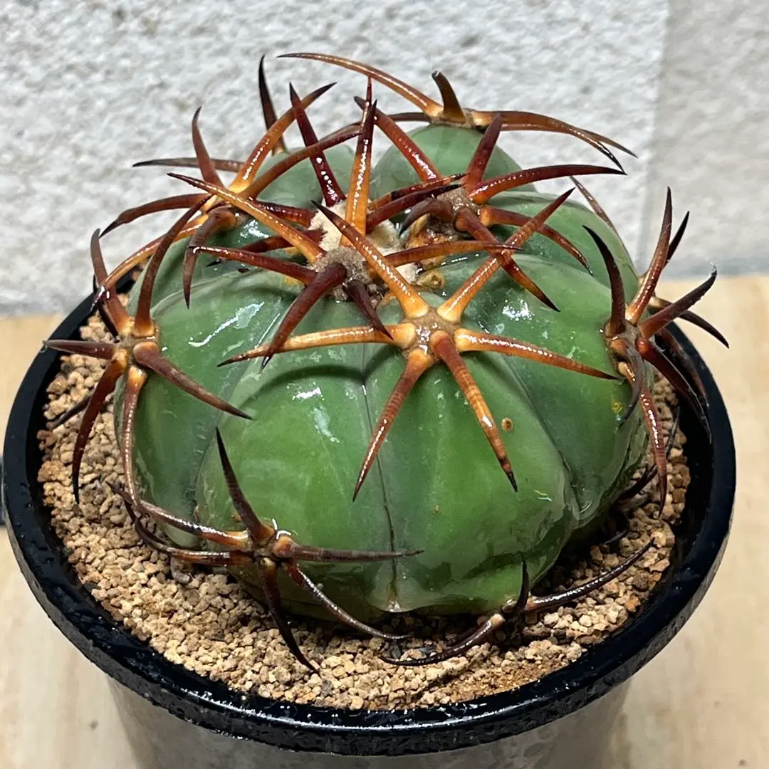 2026年最新】エキノカクタス 雷帝の人気アイテム - メルカリ