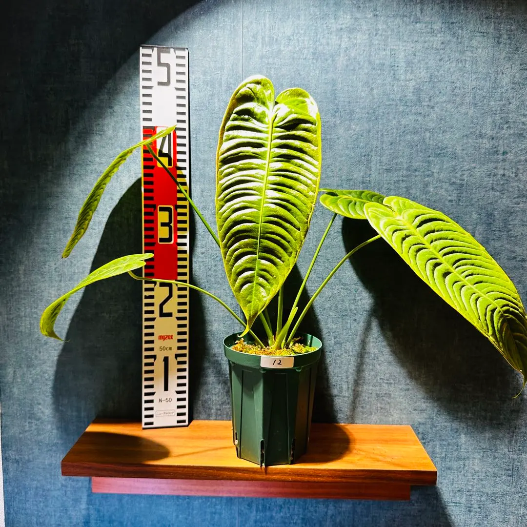 2026年最新】アンスリウム ベイチー ナローの人気アイテム - メルカリ