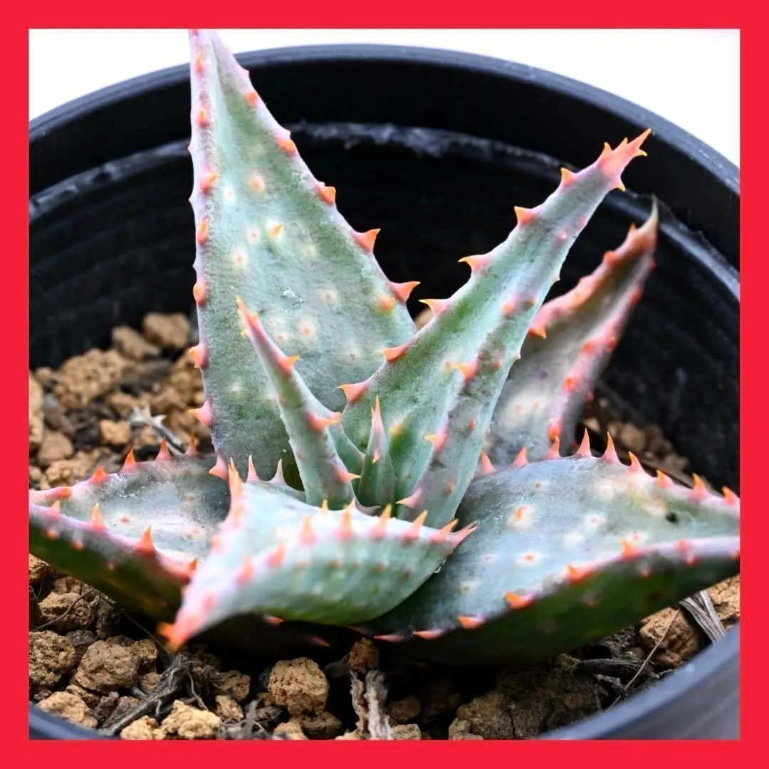 2026年最新】ロウルサンコ ラベルの人気アイテム - メルカリ